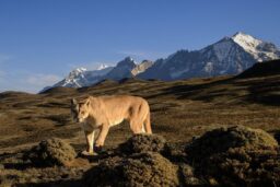 NBC’s “The Americas” is a Gorgeous but Shallow Look at the Natural World