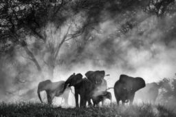 Venice Film Festival 2025: Ghost Elephants, Jay Kelly, Bugonia, Cover-Up, After the Hunt