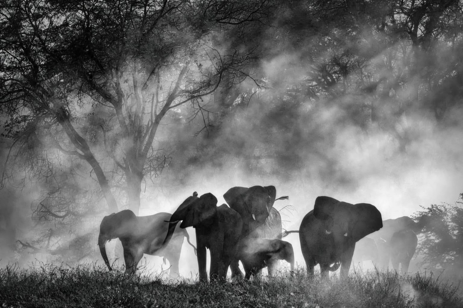 Venice Film Festival 2025: Ghost Elephants, Jay Kelly, Bugonia, Cover-Up, After the Hunt | Festivals & Awards