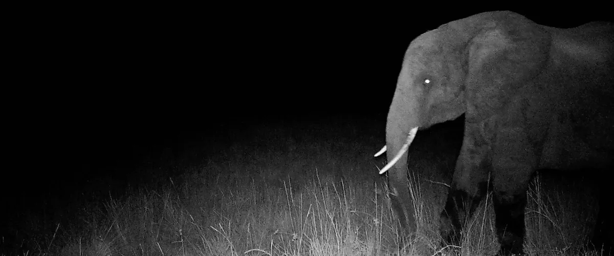 Ghost Elephants Werner Herzog Nature Documentary Film Review